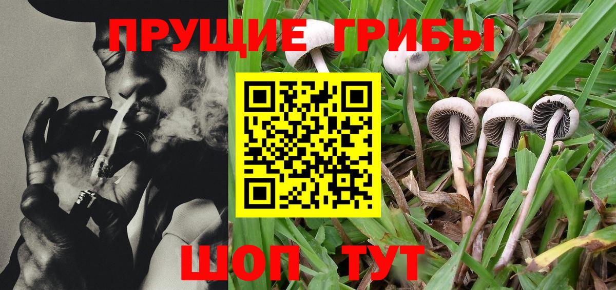 Галлюциногенные грибы Psilocybine cubensis Торжок